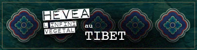 HÉVÉA au Tibet